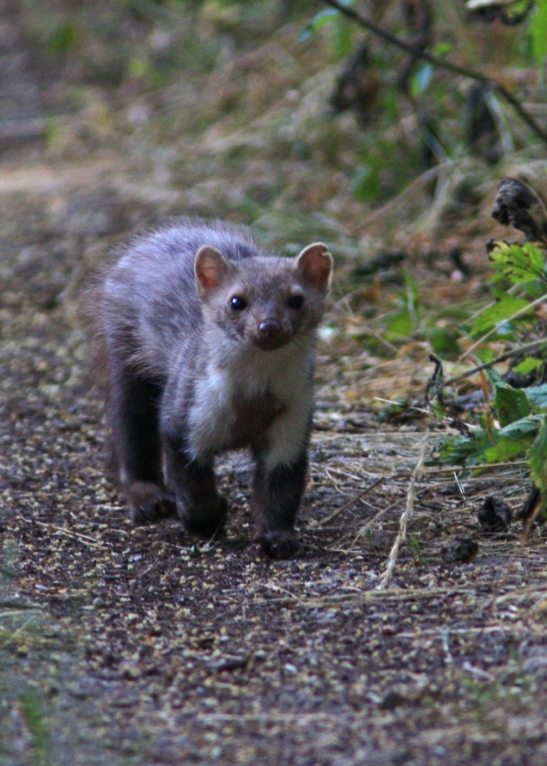 Ein Baummarder läuft spitz zum Betrachter im Wald.