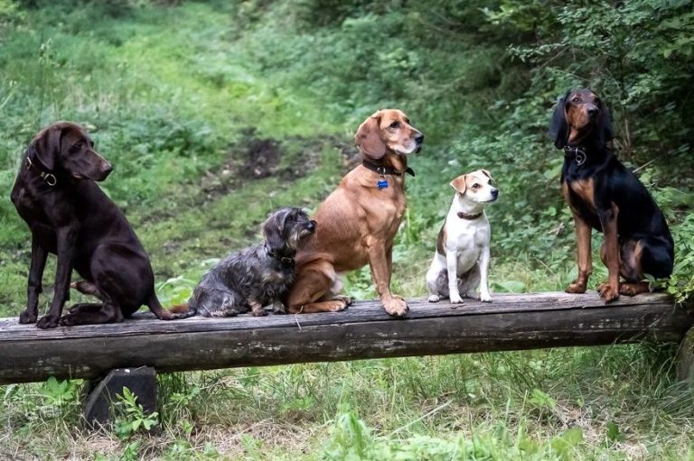 Fünf Jagdhunde sitzen im Wald auf einer groben Holzbank.
